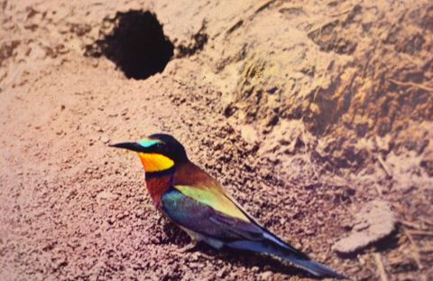 Abelharuco (Merops apiaster)