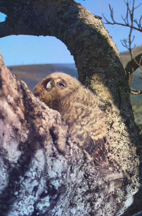 Coruja-do-mato bebé (Strix aluco)