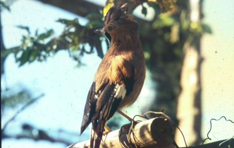 Gaio (Garrulus glandarius)