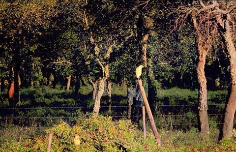 Garça-boieira (Bubulcus ibis)