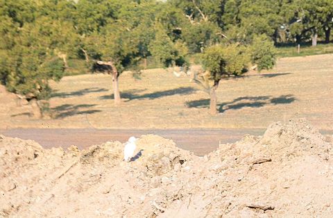 Garça-boieira num prado (Bubulcus ibis)