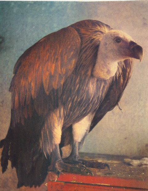 Grifo (Gyps fulvus)