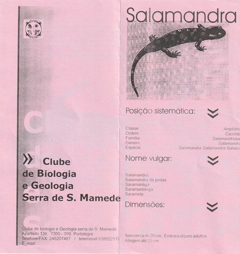 Divulgação da salamandra — página 1