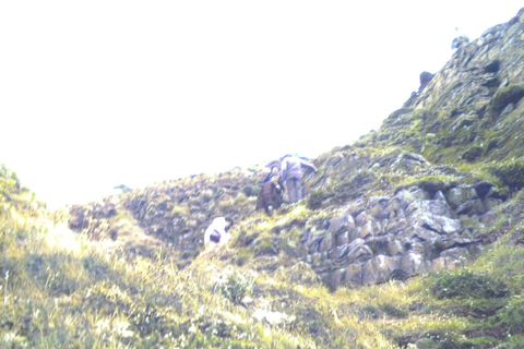 Granito de Castelo de Vide