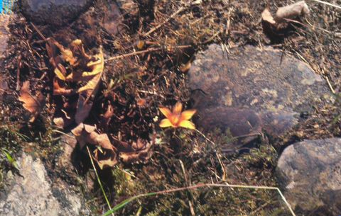 Açafrão-da-primavera (Crocus carpetanus)