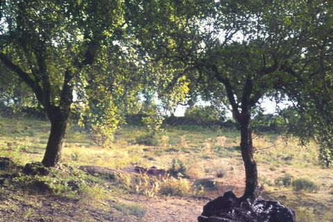 Azinheiras (Quercus rotundifolia)