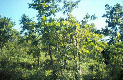 Carvalho-negral (Quercus pyrenaica)