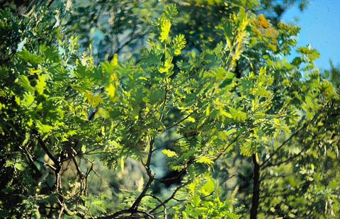 Carvalho-negral (Quercus pyrenaica)