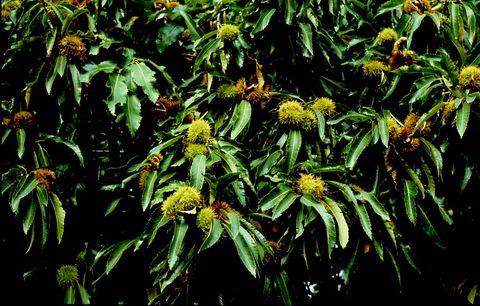 Castanheiro com ouriços (Castanea sativa Mill.)