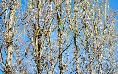 Choupo-branco (Populus alba)
