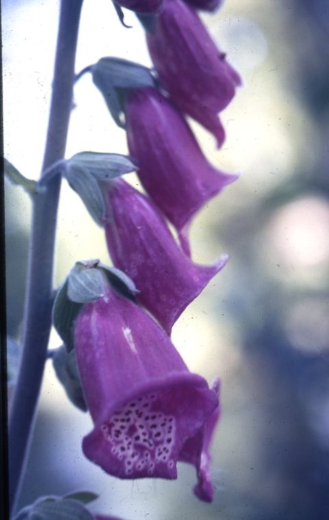 Dedaleira (Digitalis purpurea)