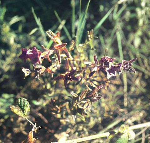 Erva-das-sete-sangrias (Lithodora prostrata)