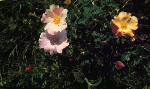 Esteva (Cistus ladanifer)