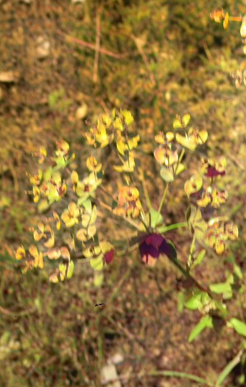 Eufórbia (Euphorbia serrata)