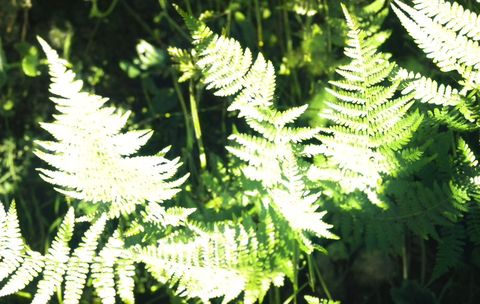 Feto comum (Pteridium aquilinum)