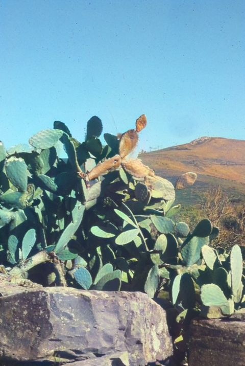 Figueira-da-Índia (Opuntia ficus-indica)