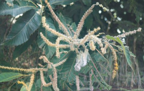 Flor masculina do castanheiro