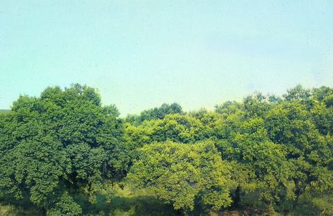 Montado de sobro (Quercus suber)