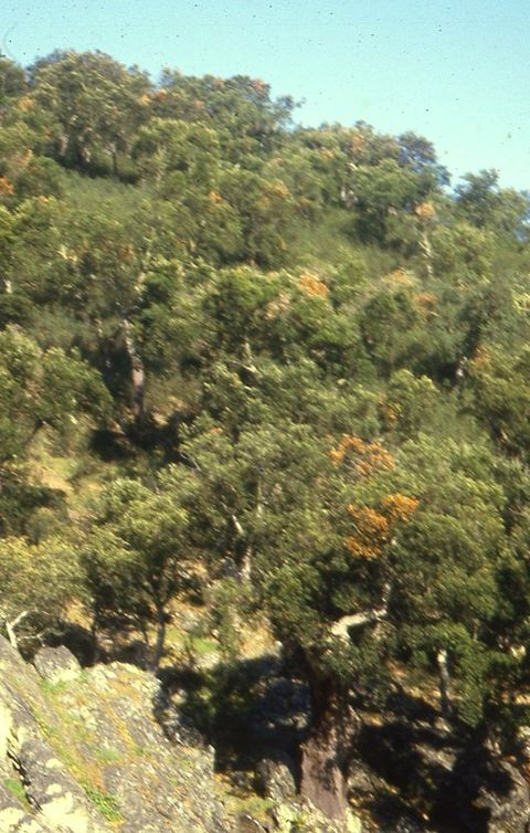 Montado de sobro e azinho (Quercus suber e Quercus rotundifolia)