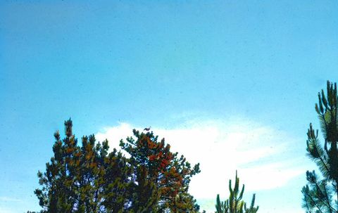 Pinheiro-bravo (Pinus pinaster)