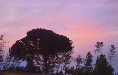 Pinheiro-manso (Pinus pinea)