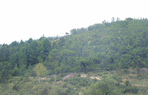Pinheiros, abrunheiros e castanheiros (Pinus pinaster, Prunus spinosa e Castanea sativa)