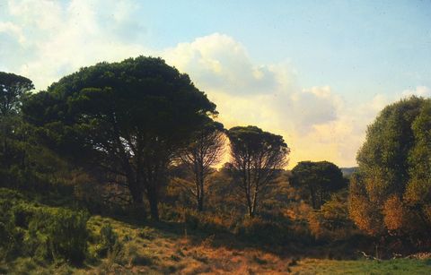 Pinheiros-mansos (Pinus pinea)
