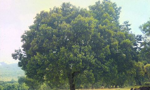 Sobreiro (Quercus suber)