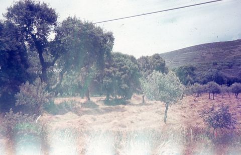 Sobreiros e oliveiras (Quercus suber e Olea europaea L.)