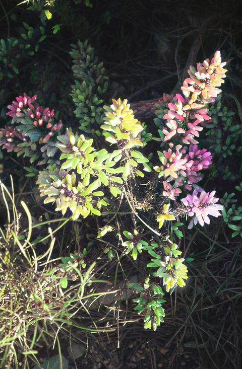 Tojo (Ulex europaeus)