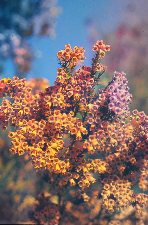 Urze (Calluna vulgaris)