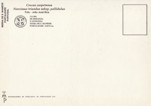 Verso do postal «Açafrão-silvestre e narciso»