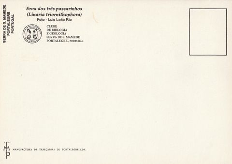 Verso do postal «Erva-dos-três-pastorinhos»