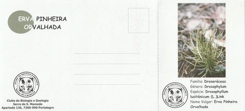 Verso do postal «Erva-pinheira-orvalhada»