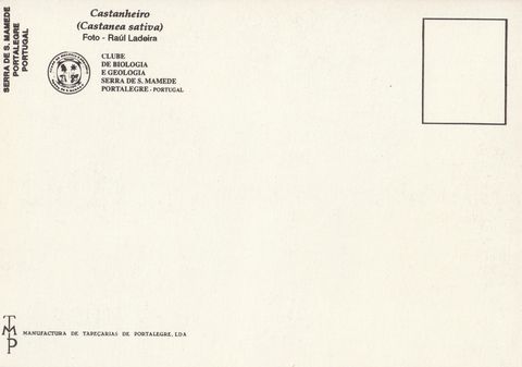 Verso do postal «Frei Agostinho de Santa Maria e o castanheiro»