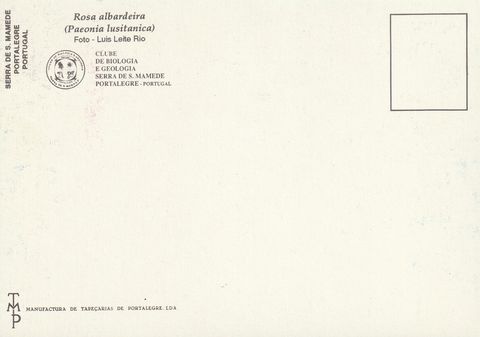 Verso do postal «Rosa-albardeira»