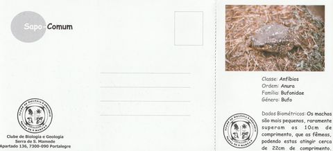 Verso do postal «Sapo-comum»