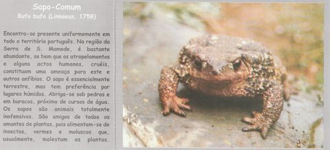 Frente do postal «Sapo-comum»