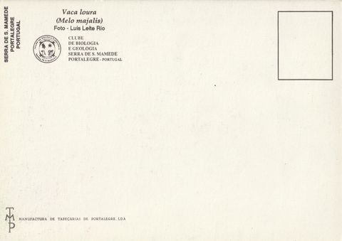 Verso do postal «Vaca-loura»