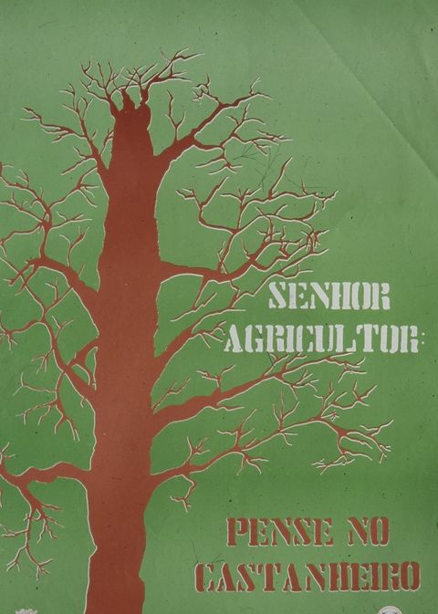 Cartaz da campanha de incentivo ao plantio do castanheiro